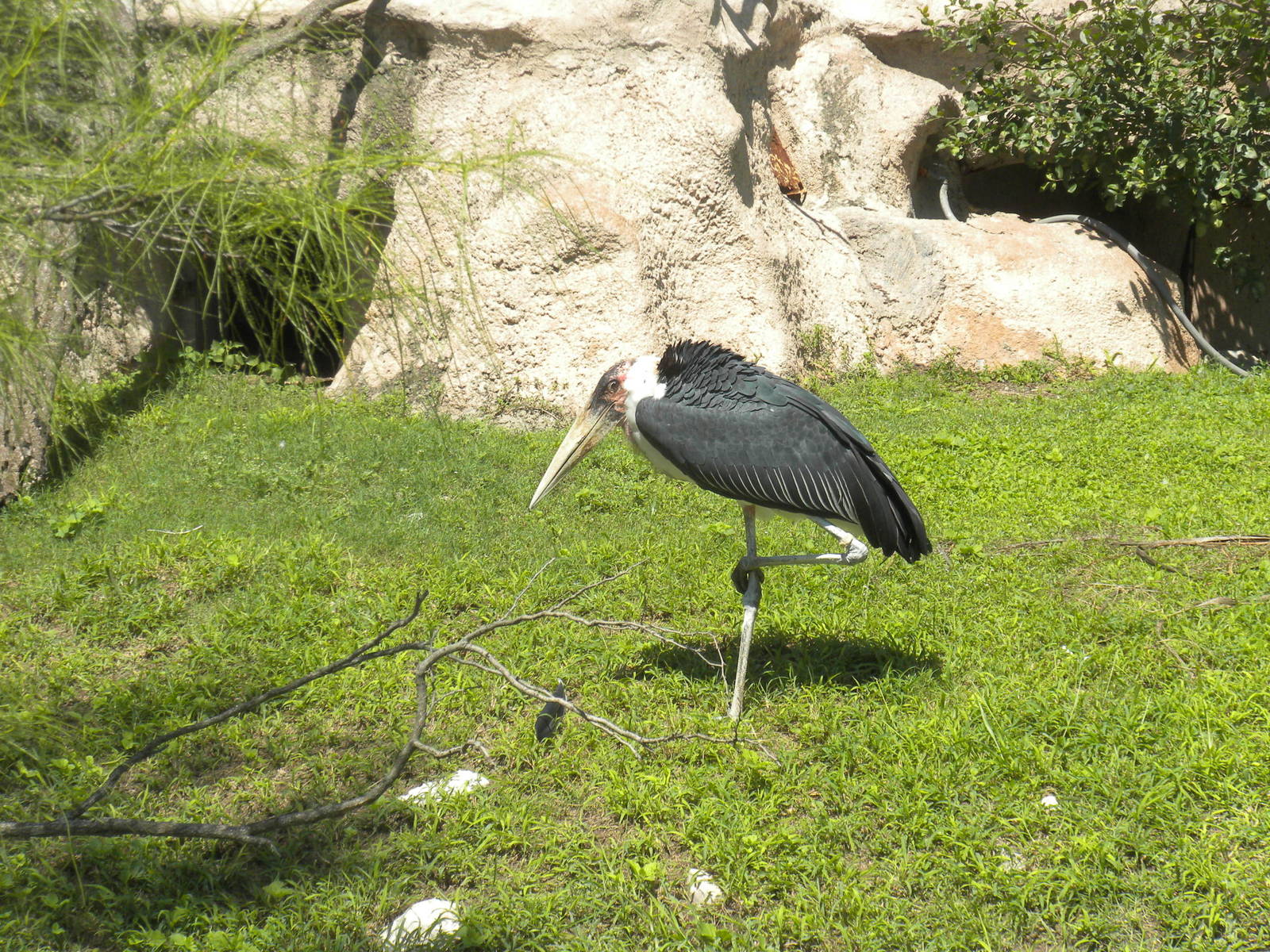 Marabou Stork
