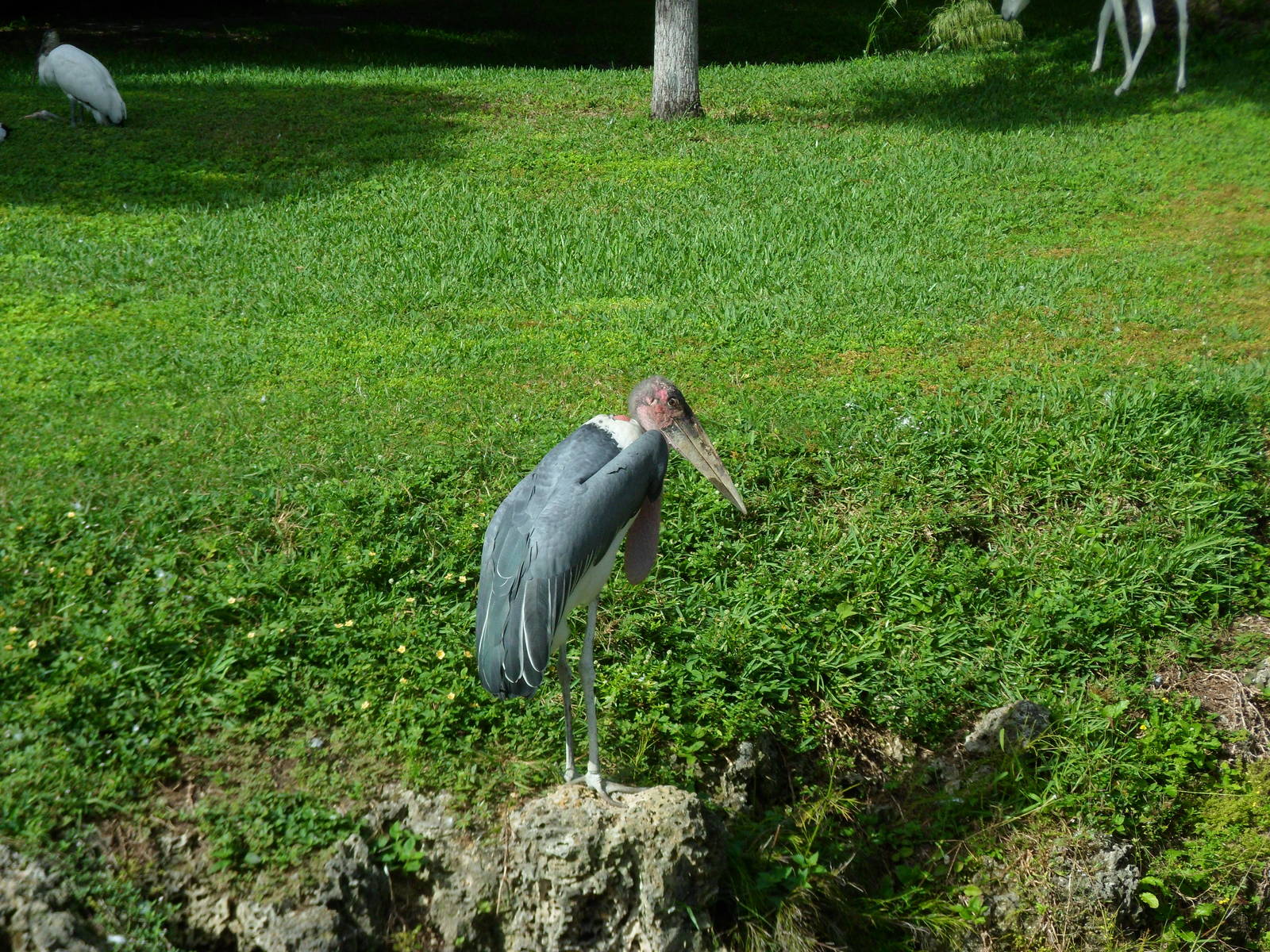 Marabou Stork