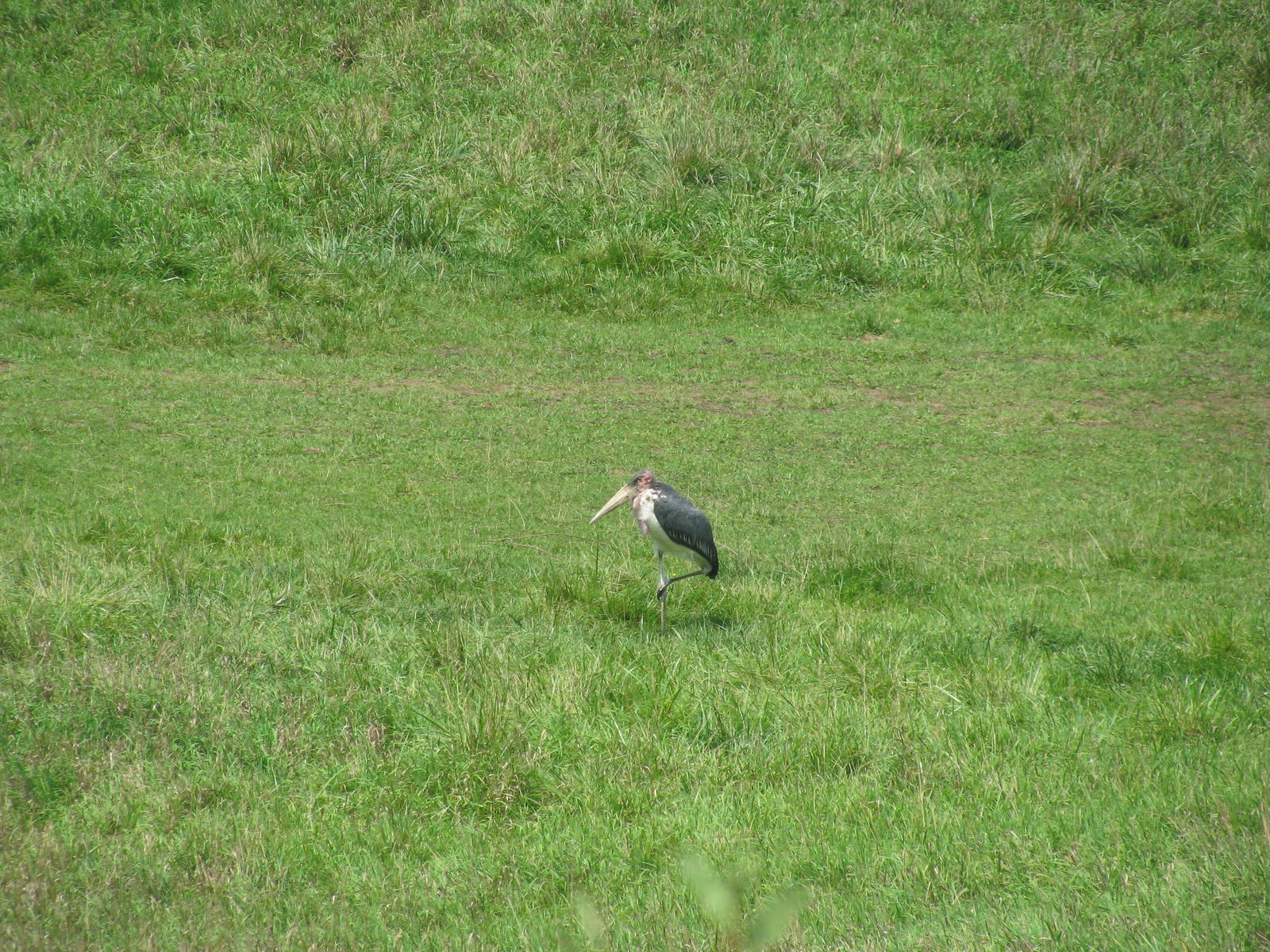 Marabou Stork