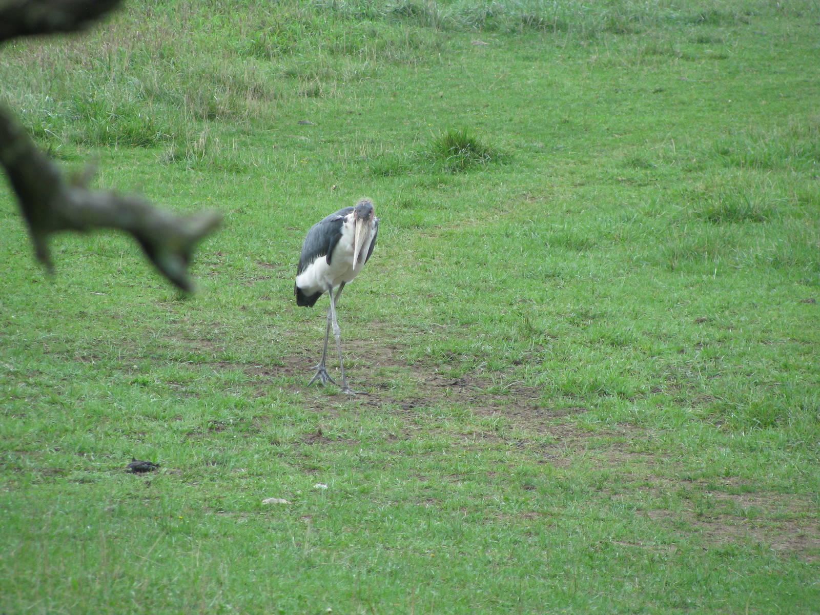 Marabou Stork