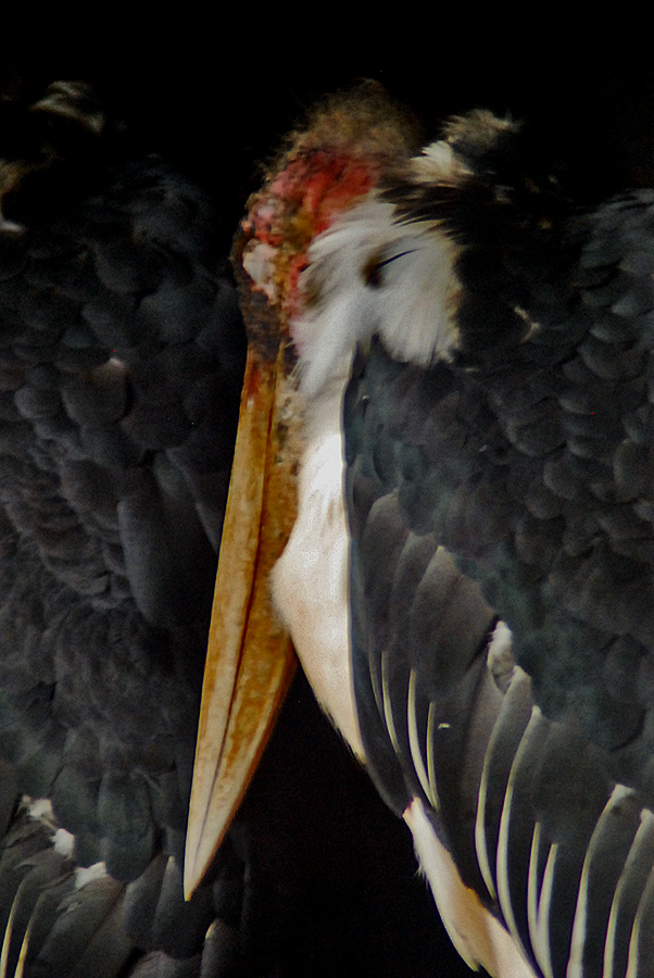 marabou stork
