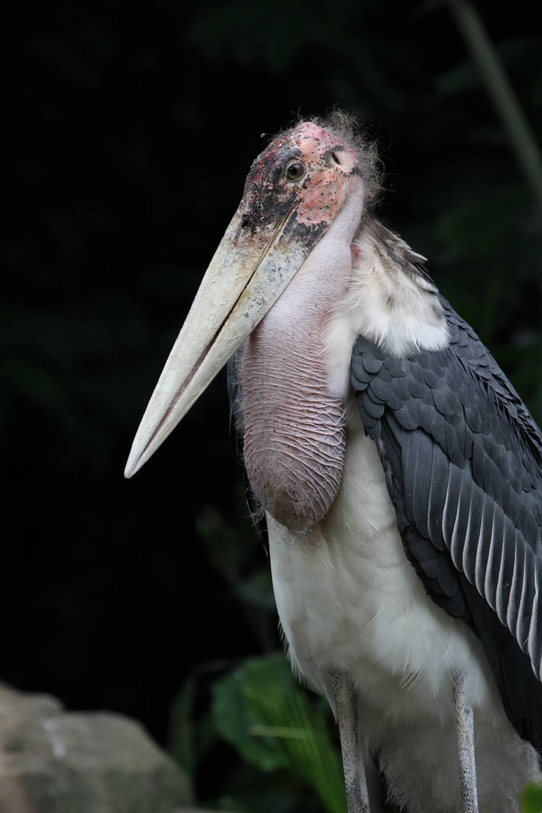 Marabou Stork