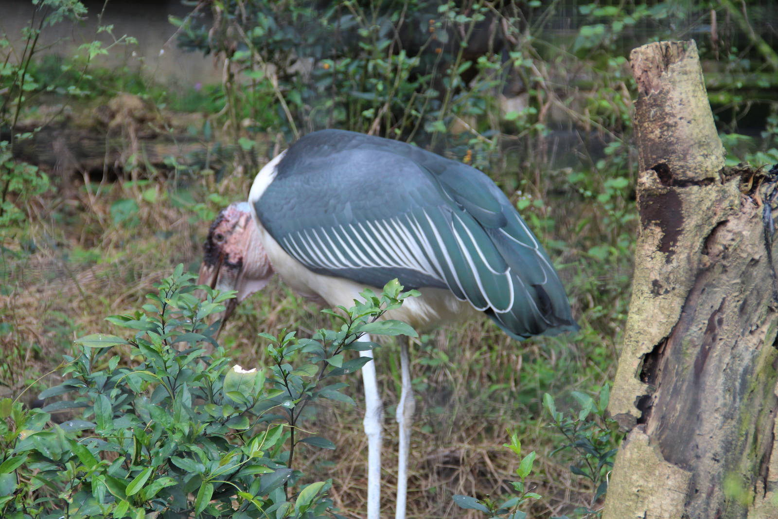 marabou stork