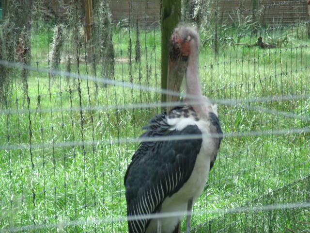 Marabou Stork