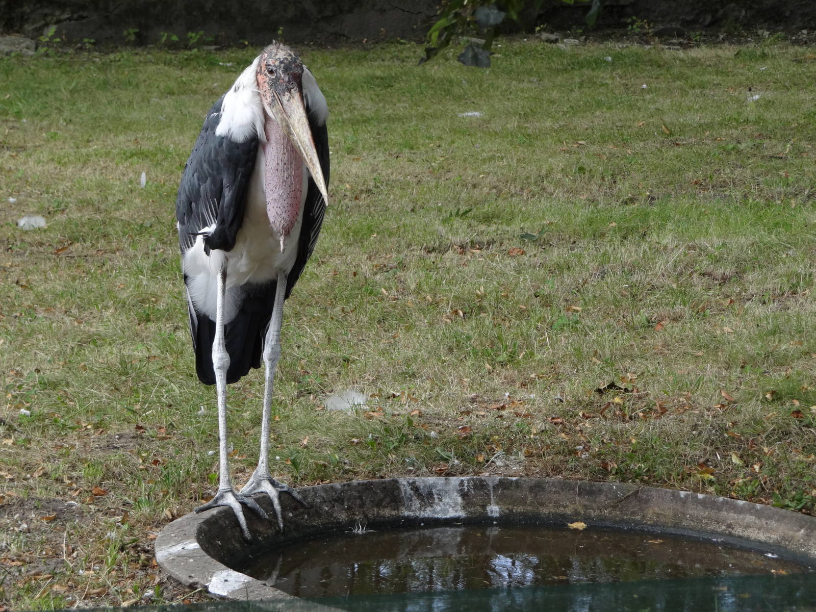 Marabou Stork