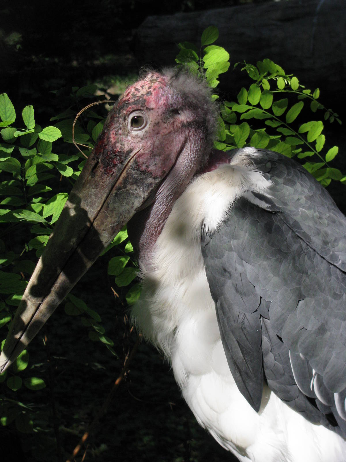 Marabou stork