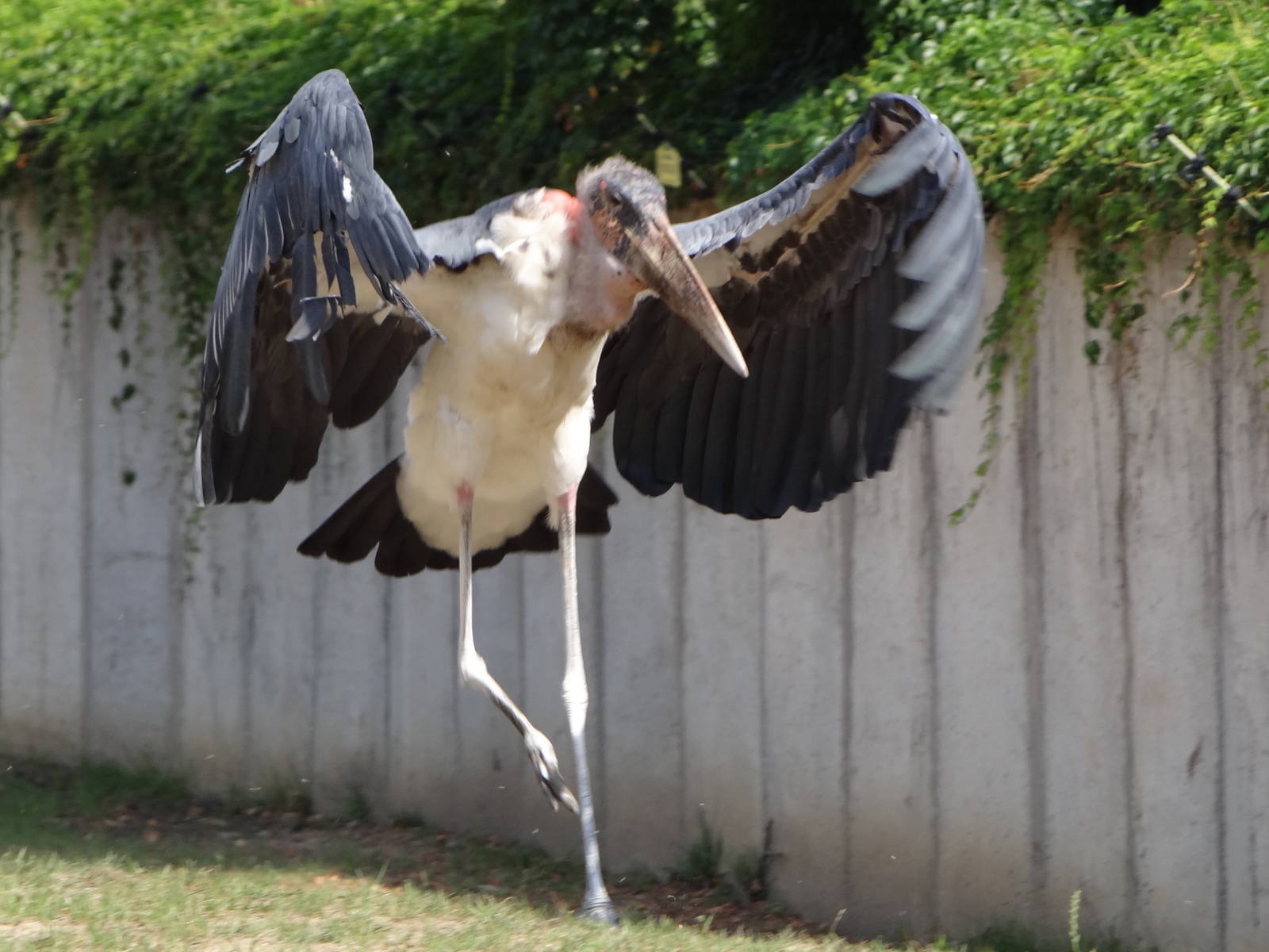 Marabou Stork
