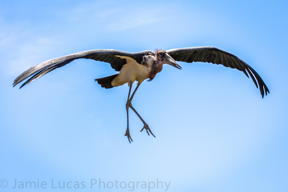 Marabou Stork