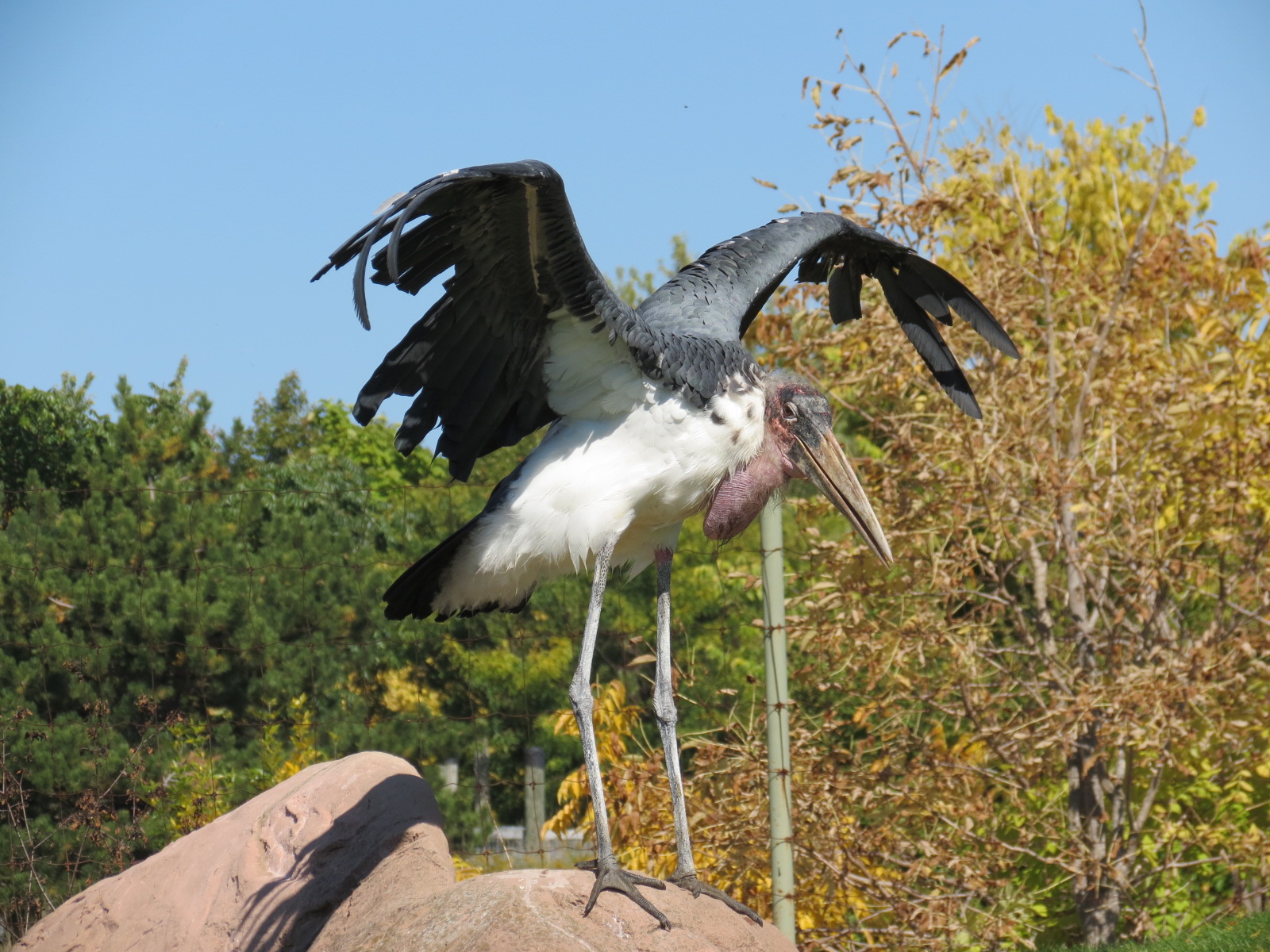 Marabou Stork