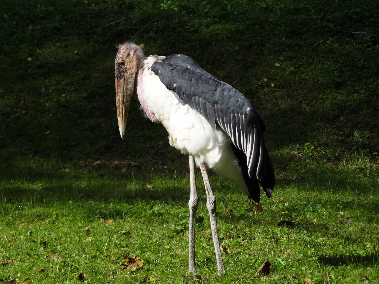 Marabou Stork