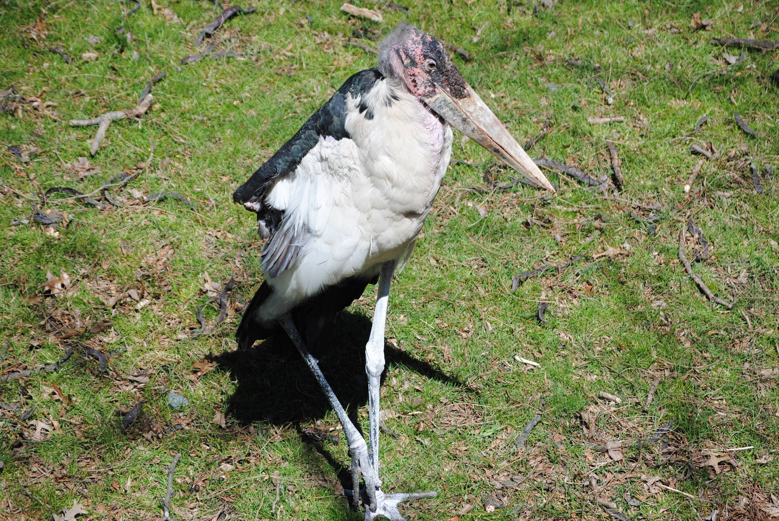 Marabou Stork