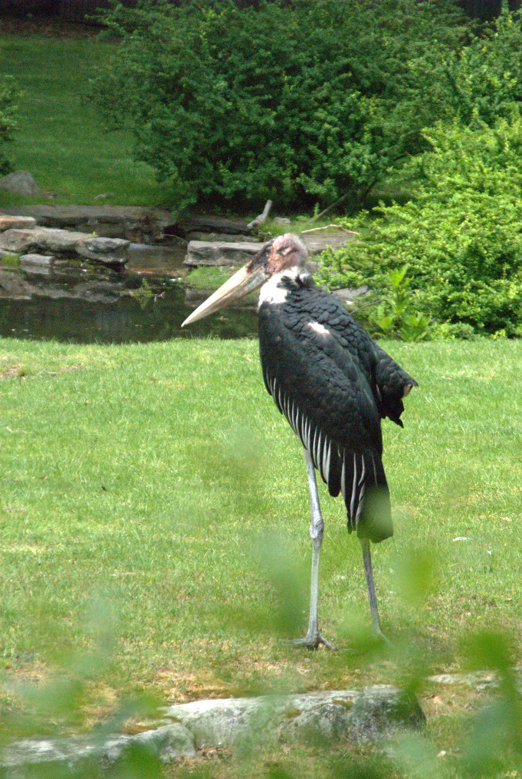 Marabou Stork