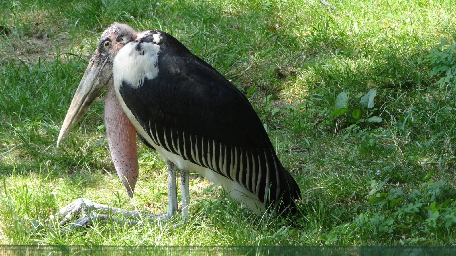 Marabou Stork