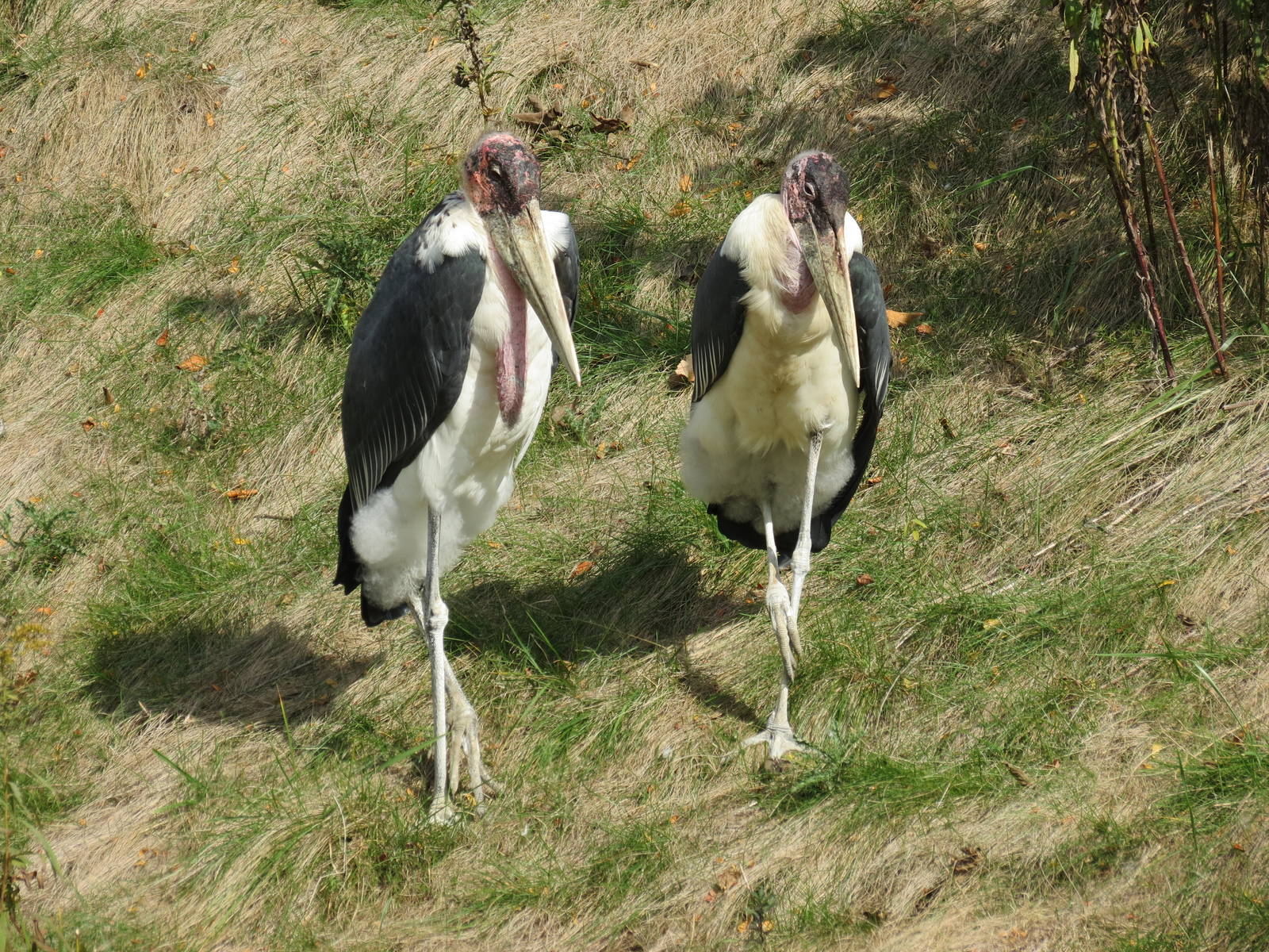 Marabou Stork