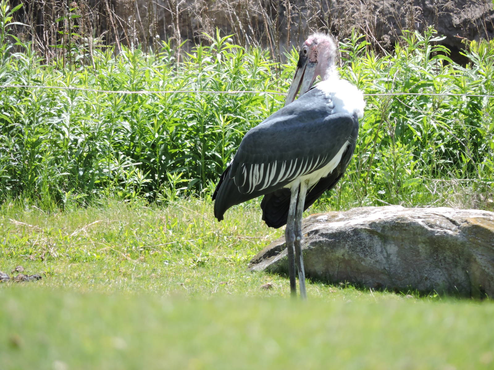 Marabou Stork