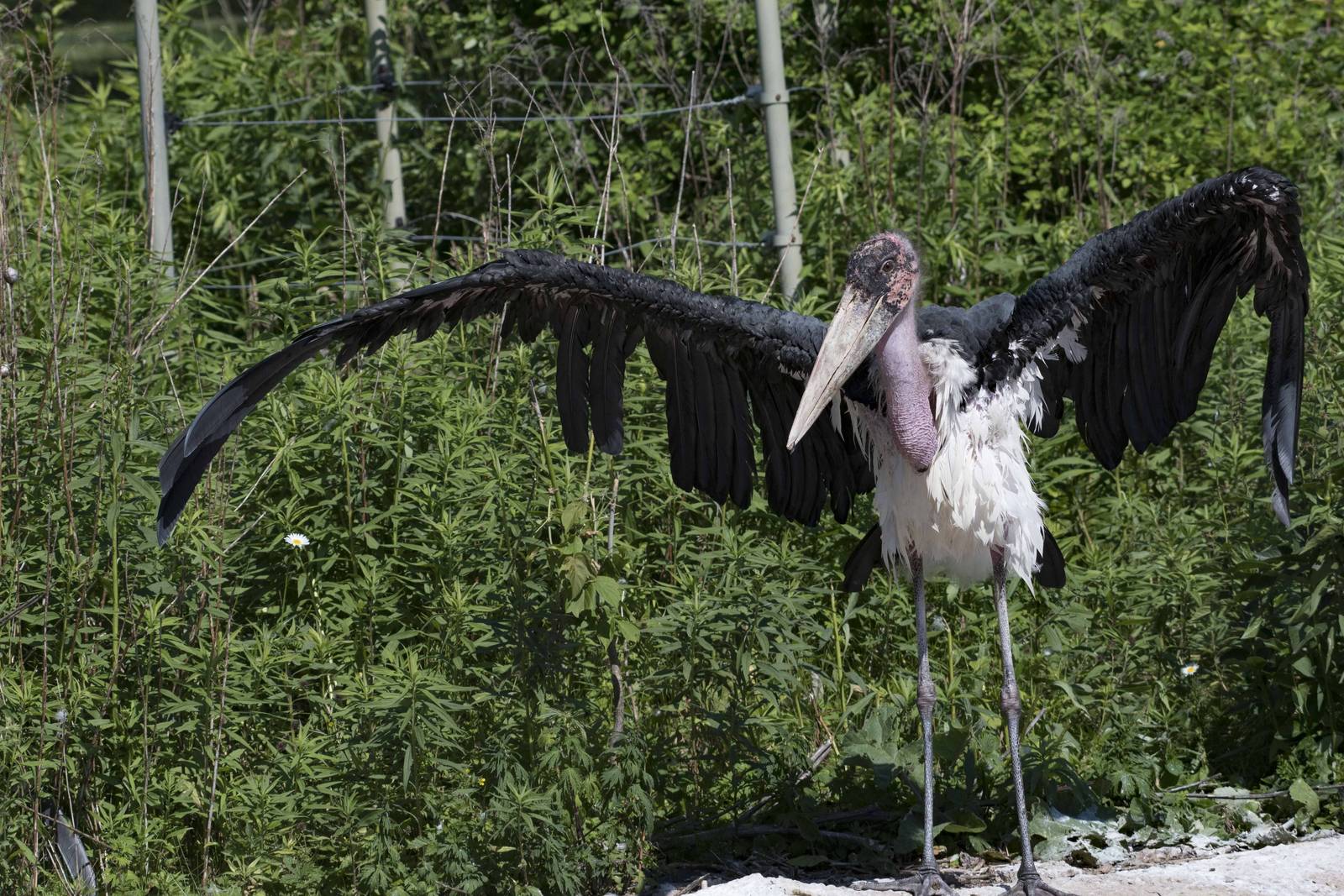 Marabou Stork