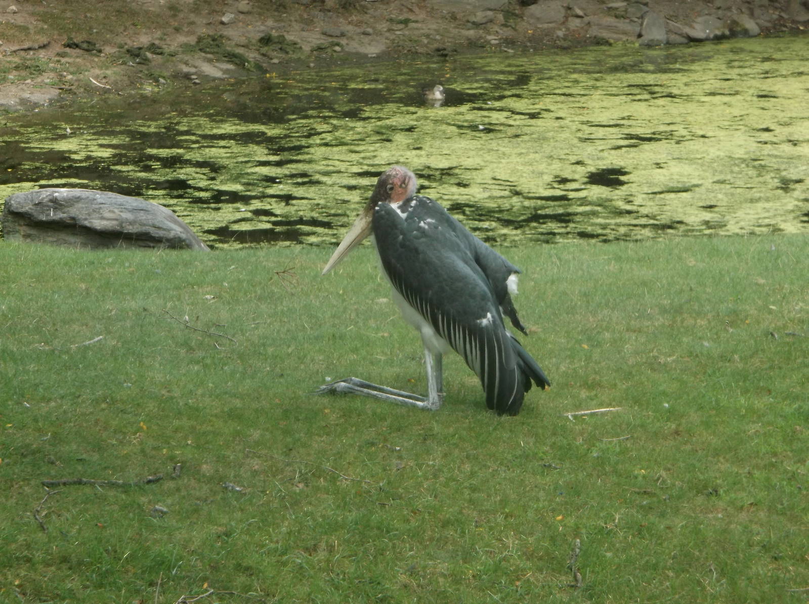 Marabou stork