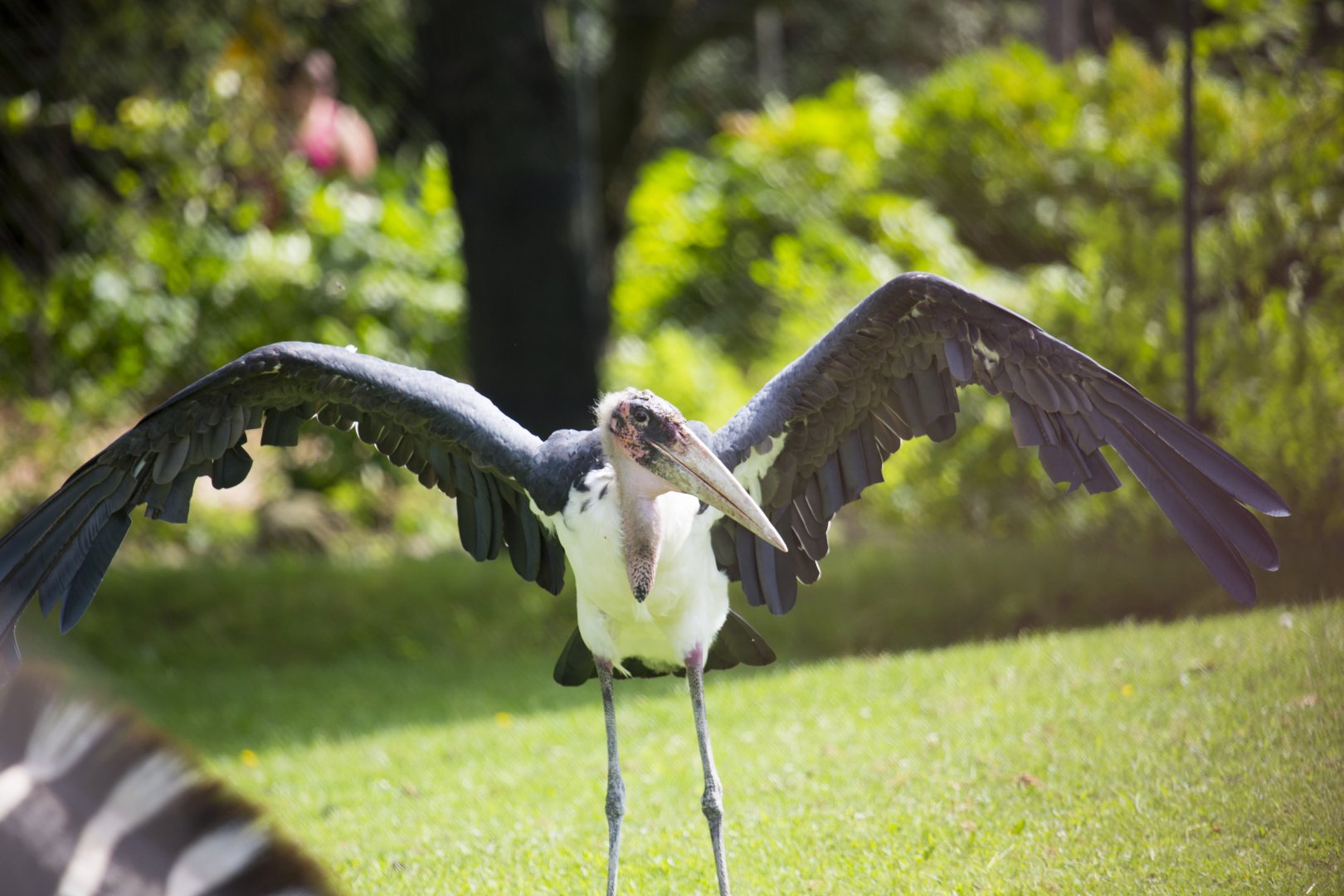 Marabou Stork