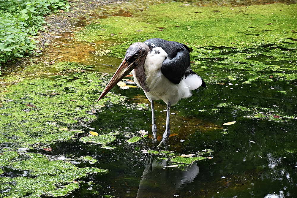 Marabou stork
