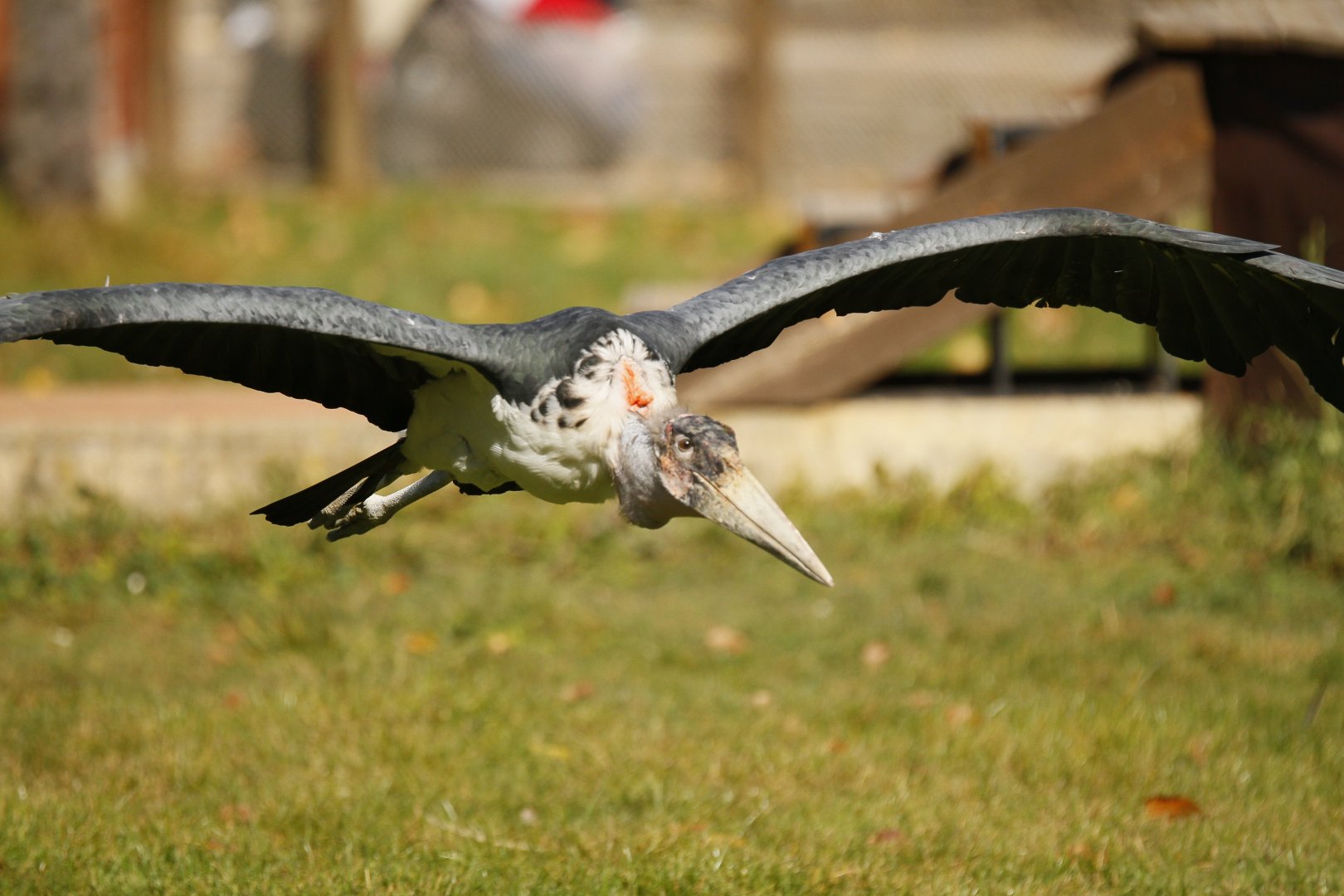 Marabou stork