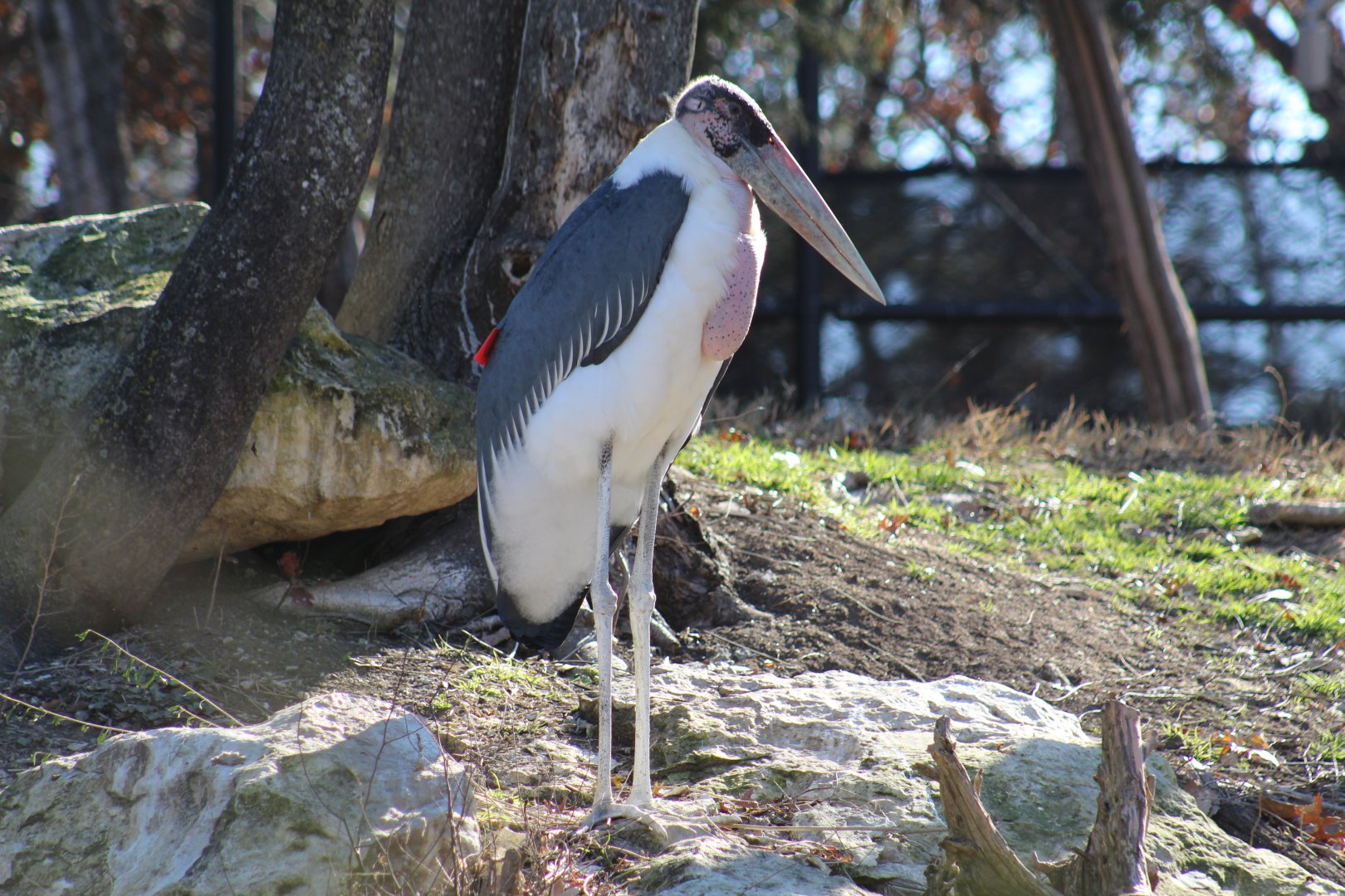 Marabou Stork