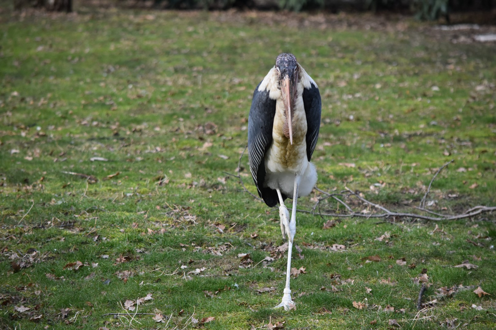 Marabou stork