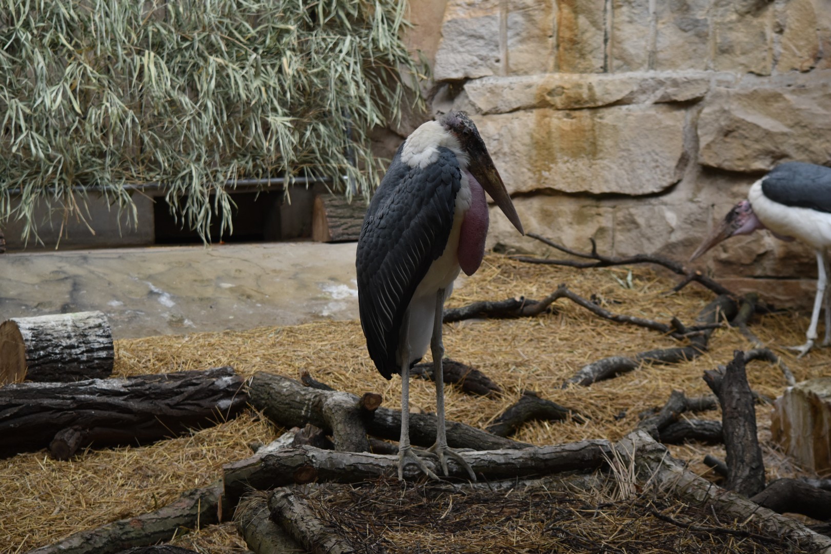 Marabou stork