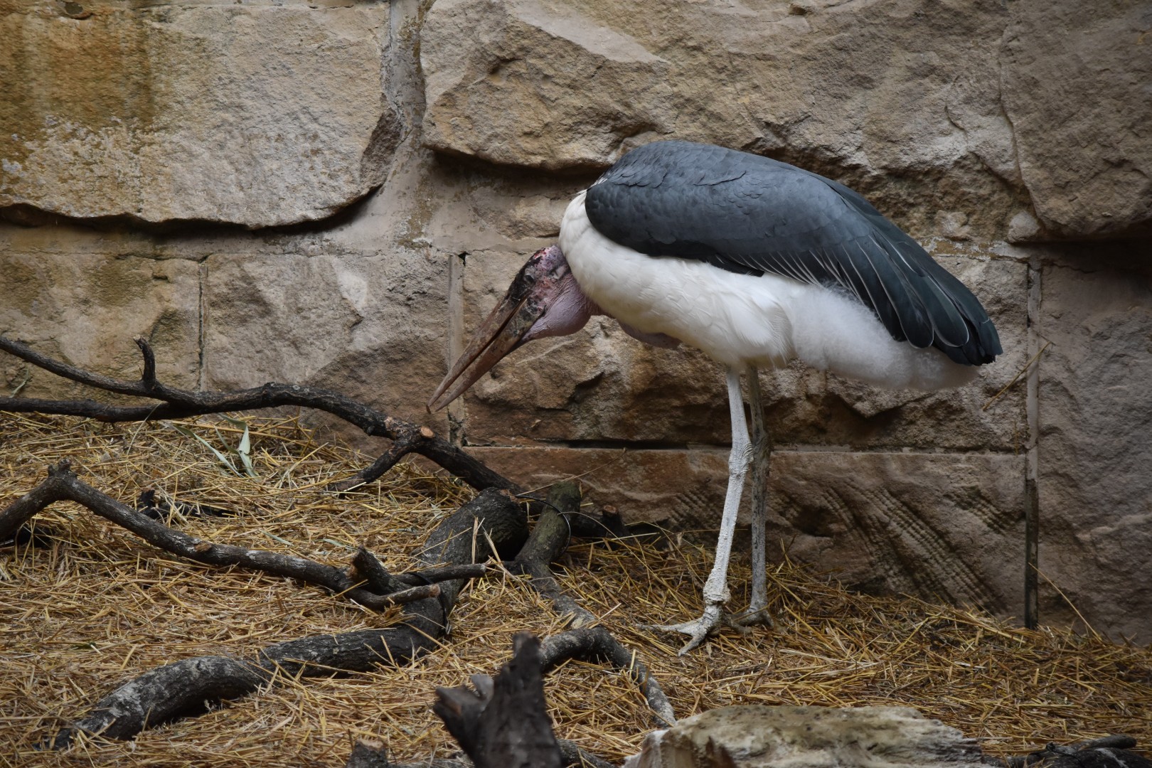 Marabou stork