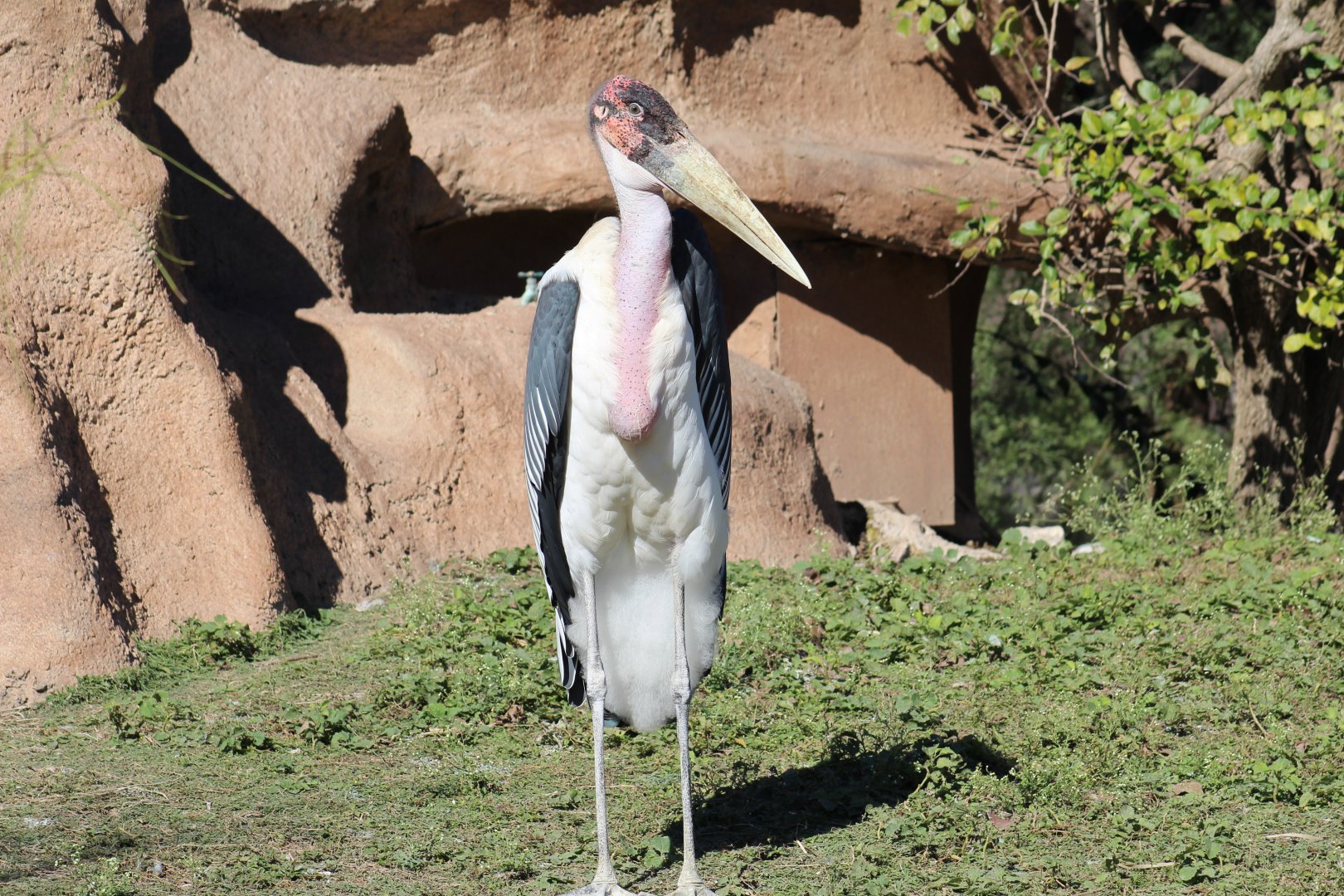 Marabou Stork