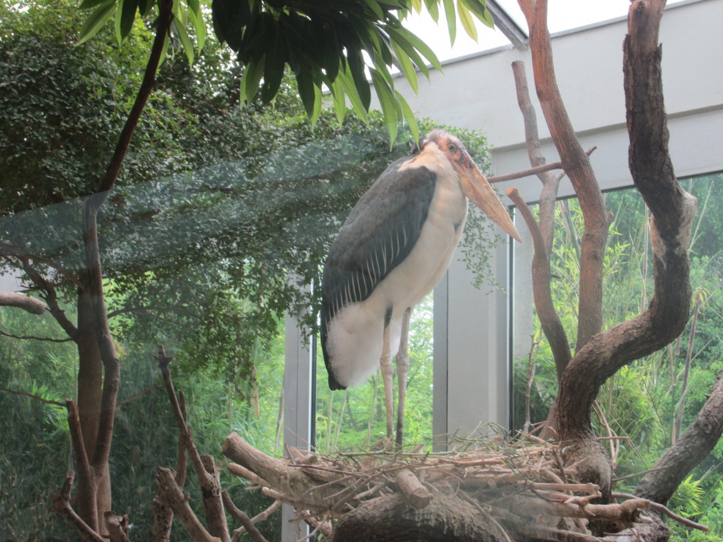 marabou stork