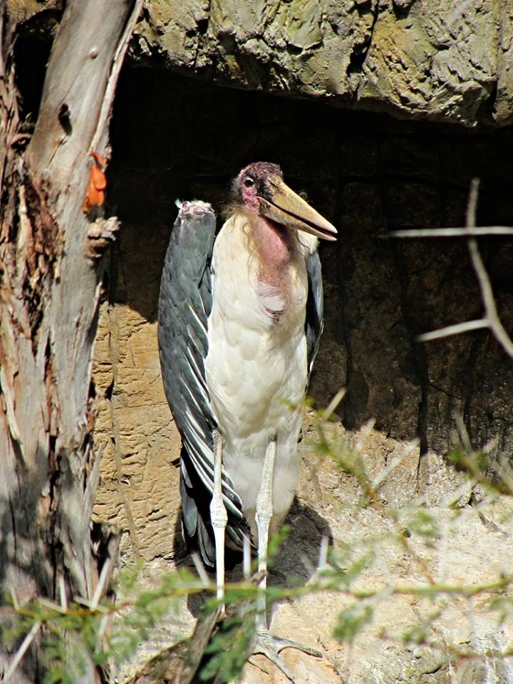 Marabou Stork