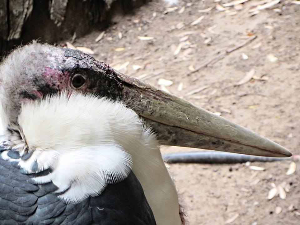 Marabou Stork