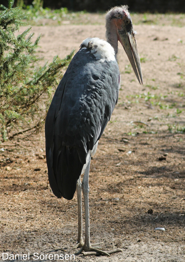 Marabou stork