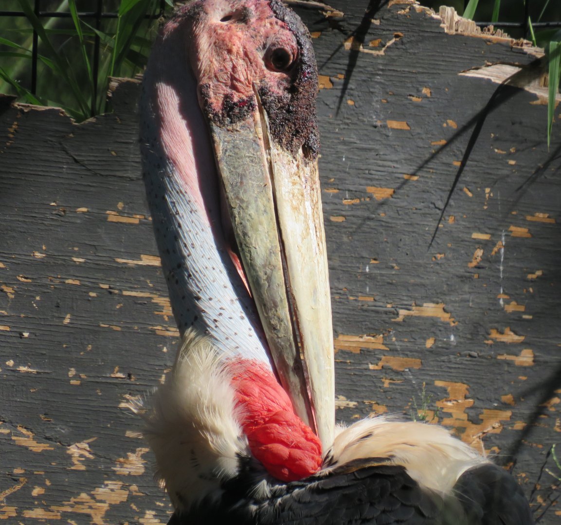 Marabou stork