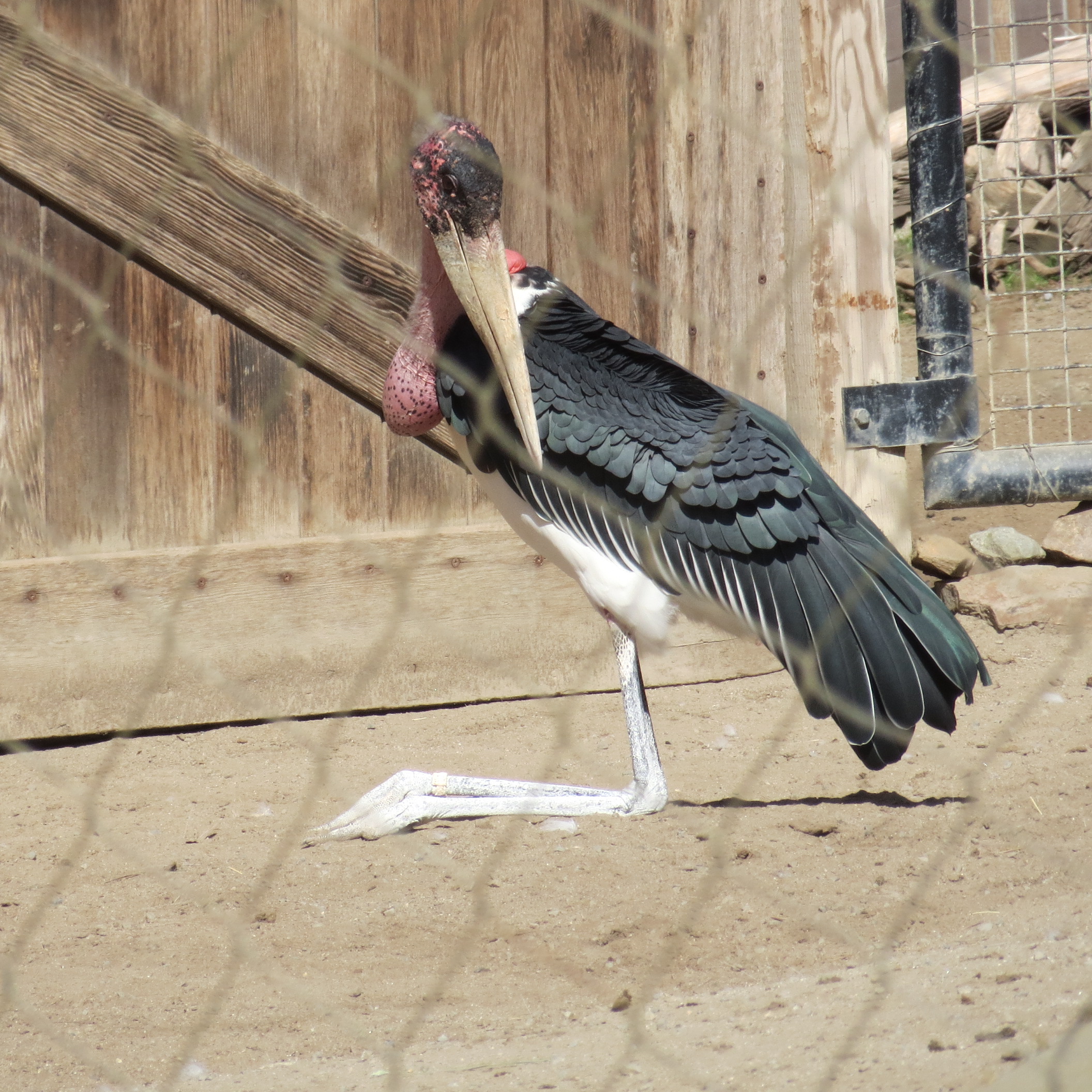 Marabou Stork