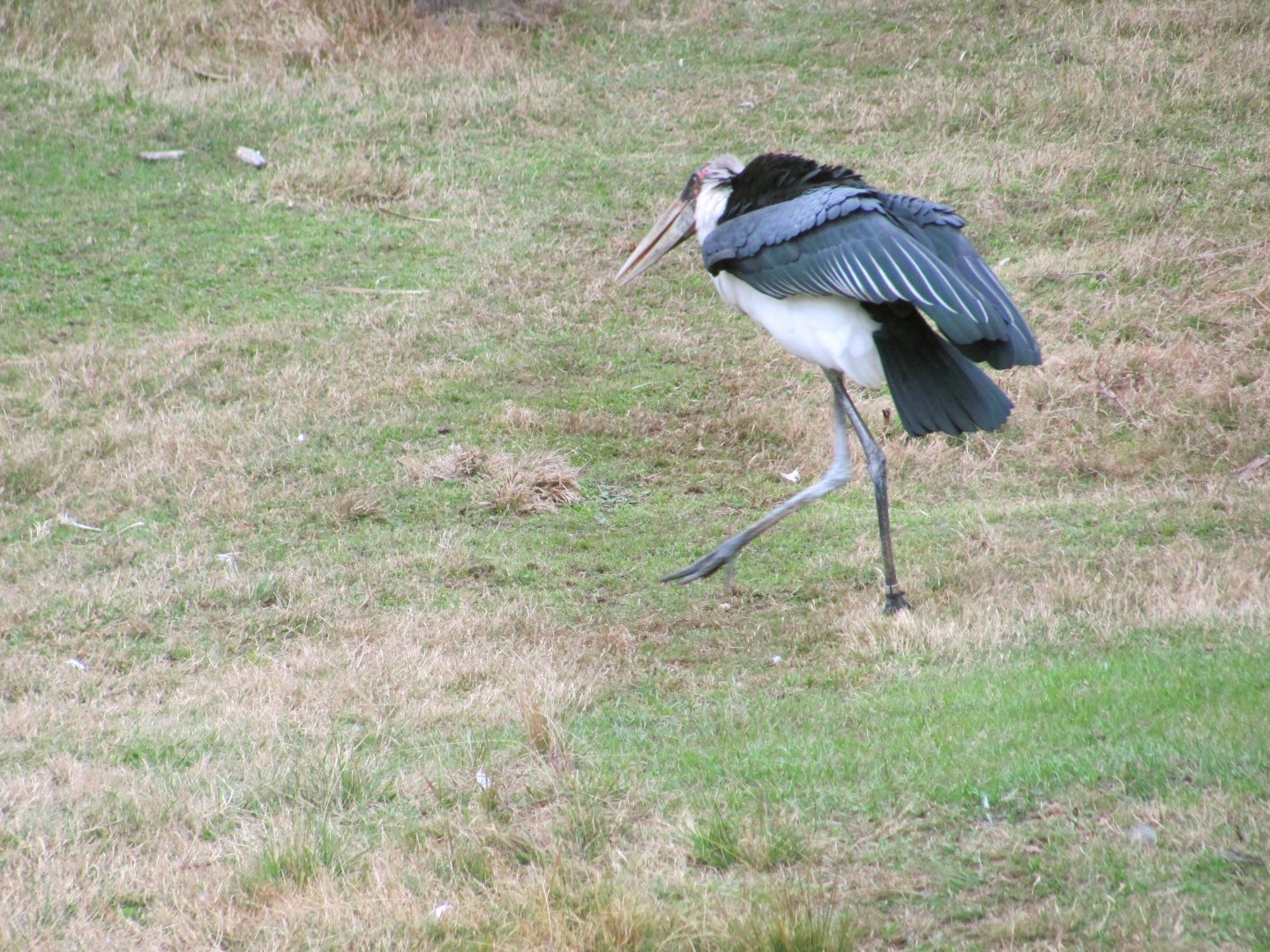 Marabou Stork