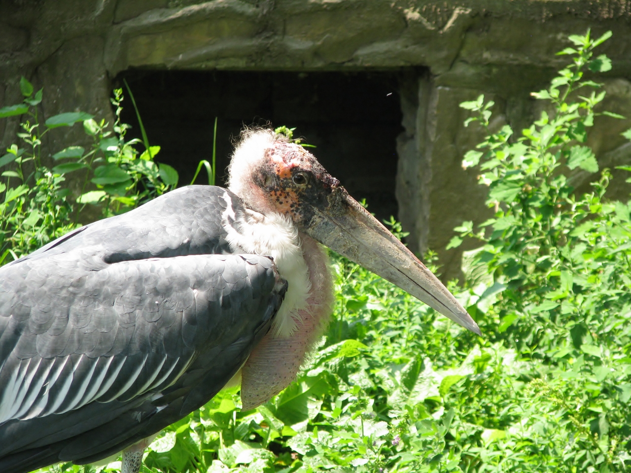 Marabou stork