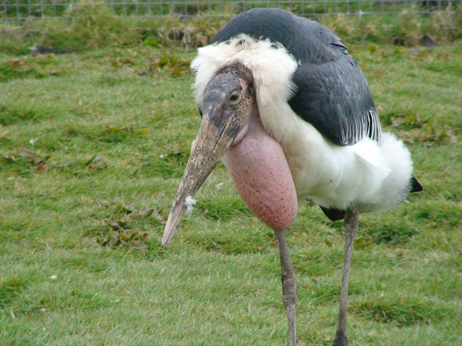 Marabou stork