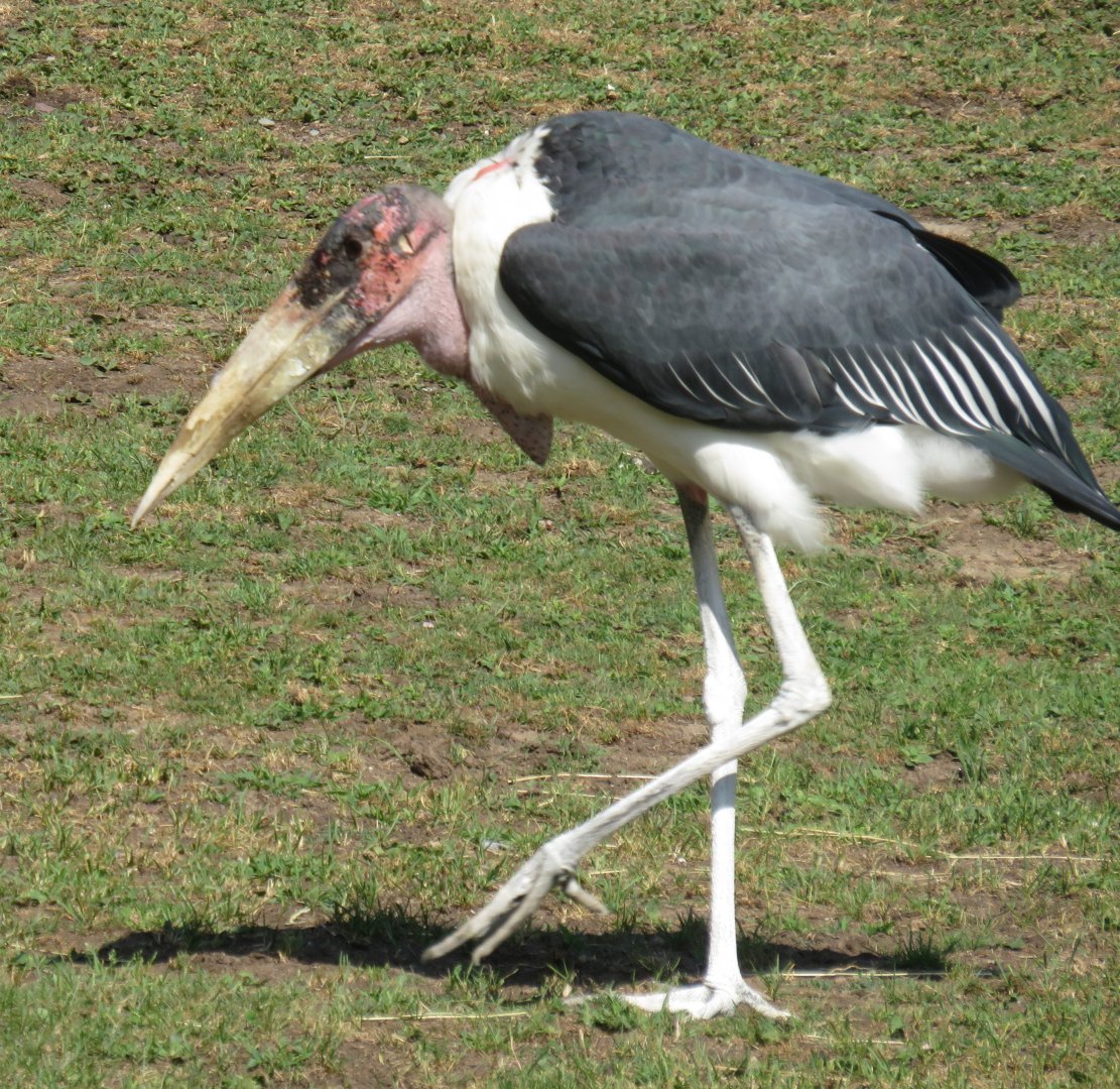 Marabou stork