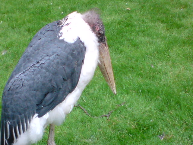 Marabou stork