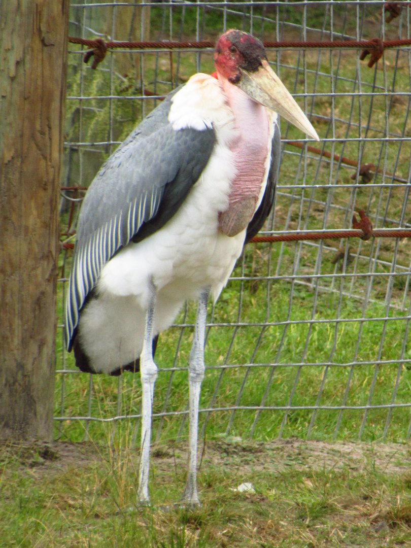 Marabou Stork