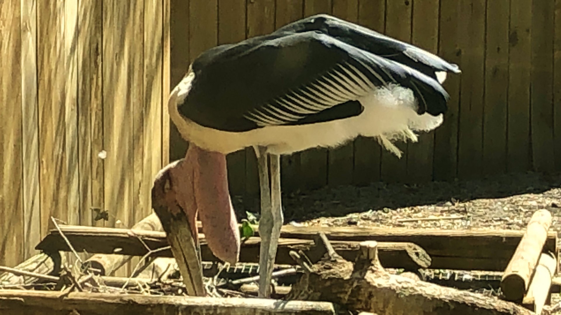 Marabou Stork
