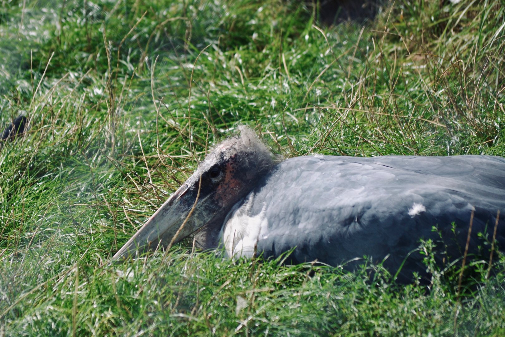 Marabou Stork