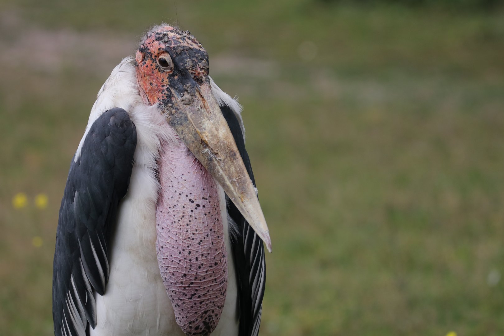 Marabou Stork