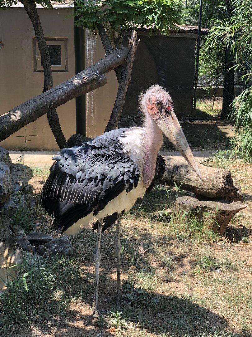 Marabou Stork