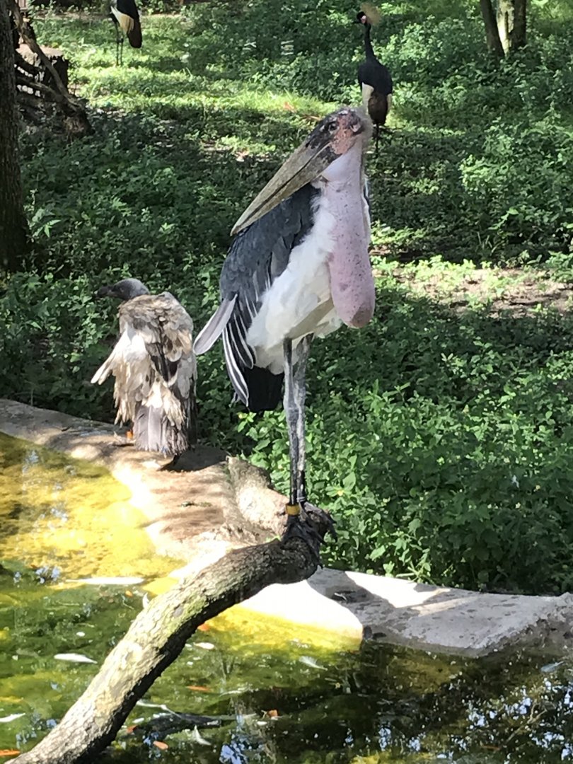 Marabou stork