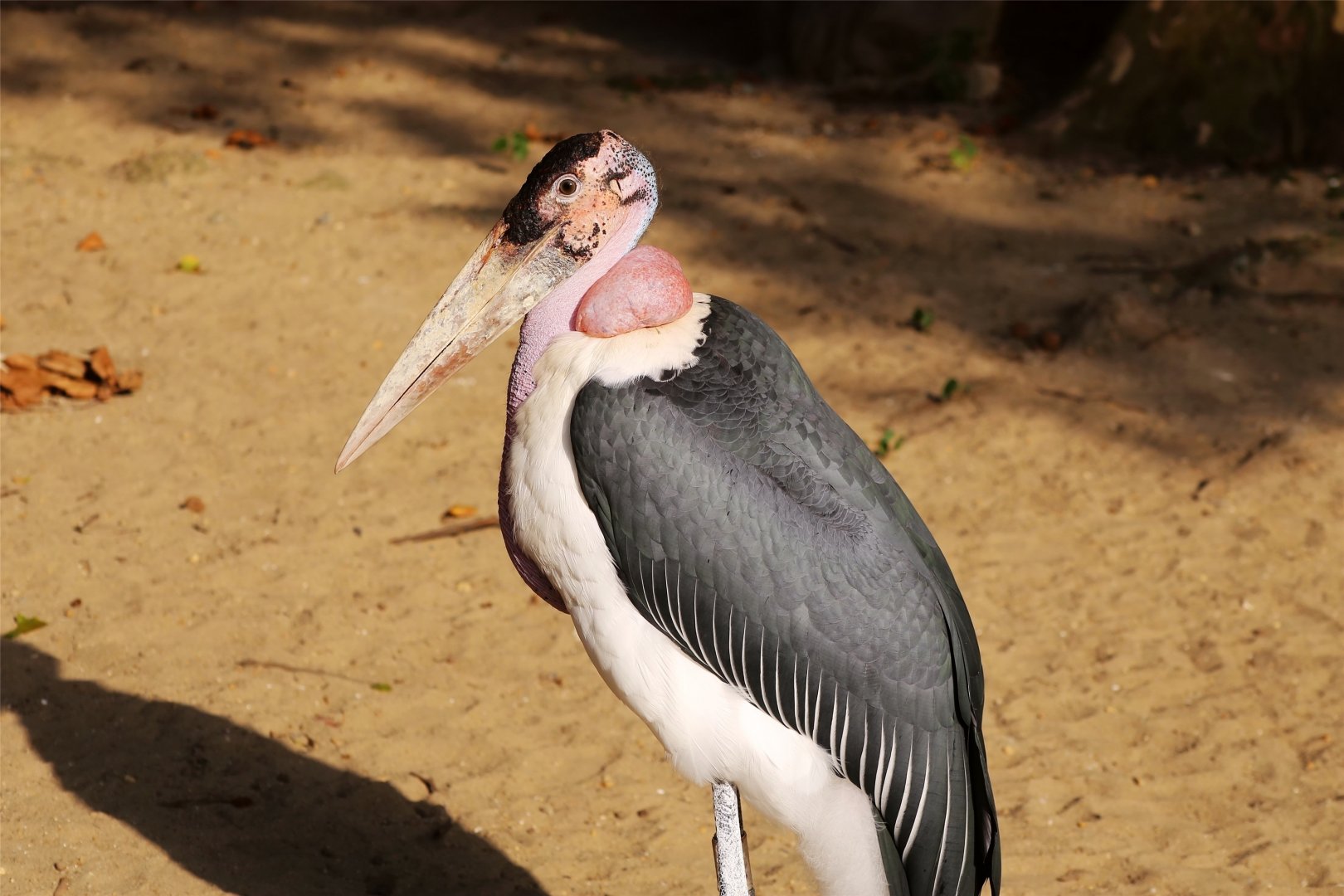 Marabou Stork