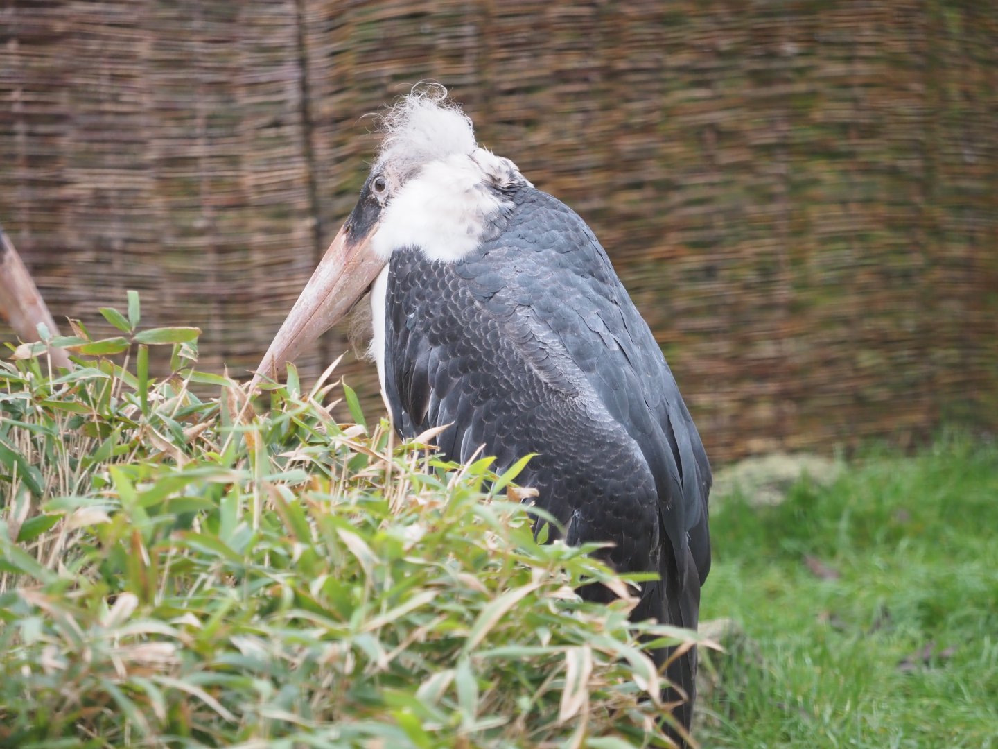 Marabou stork