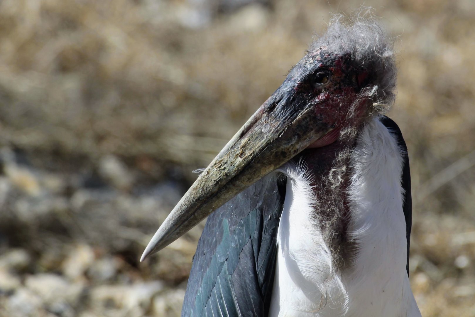Marabou Stork