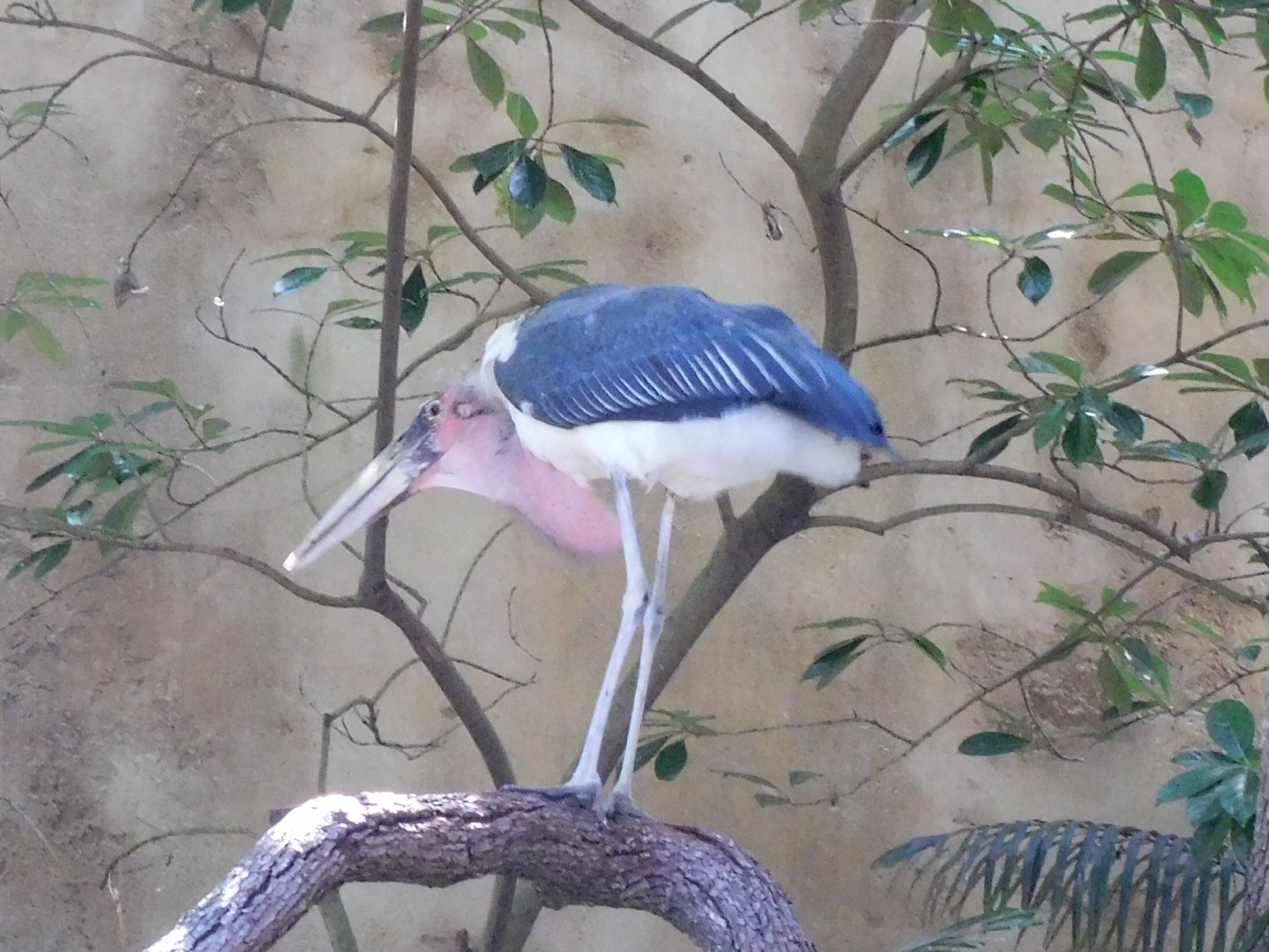 marabou stork